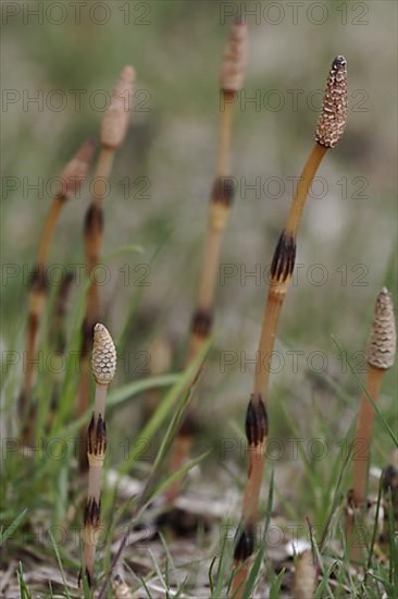 Field horsetail