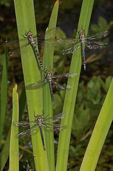 Blue-green Mosaic Dragonfly