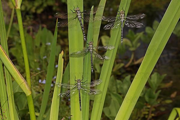 Blue-green Mosaic Dragonfly