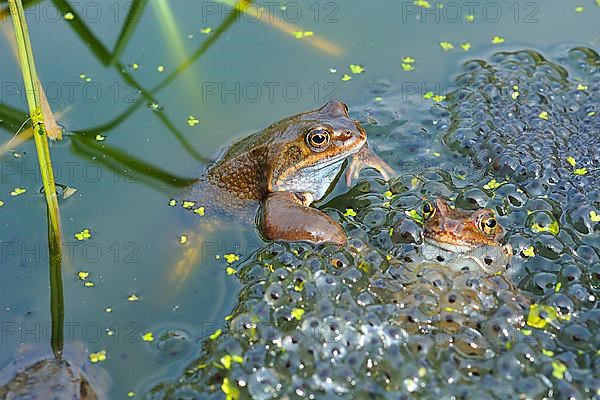 Grass frog