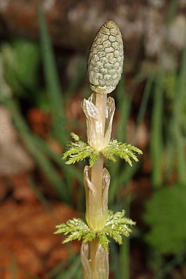 Forest Horsetail