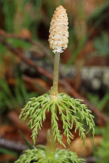 Forest Horsetail