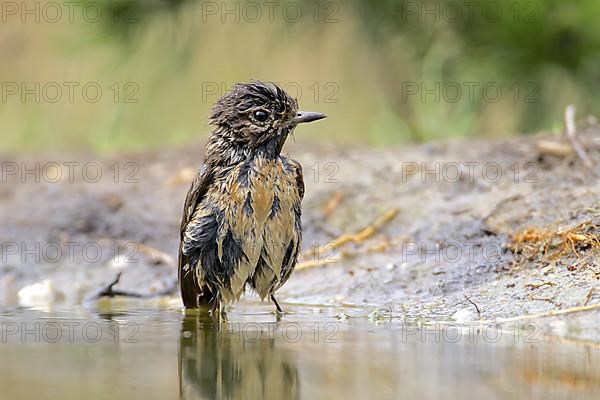 Stonechat