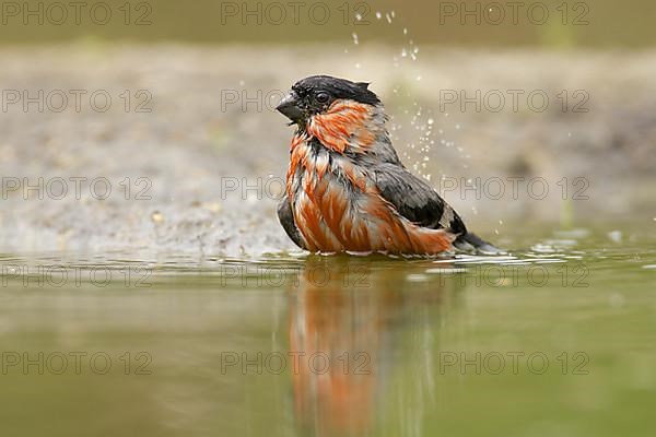 Bullfinch