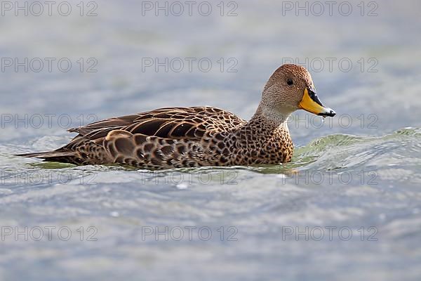 Sharp-tailed Duck