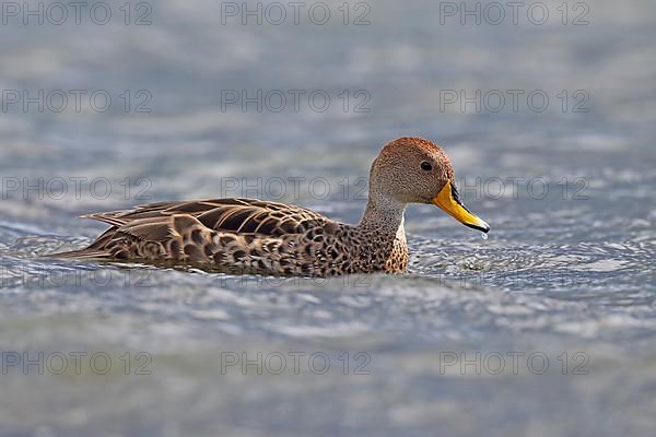 Sharp-tailed Duck