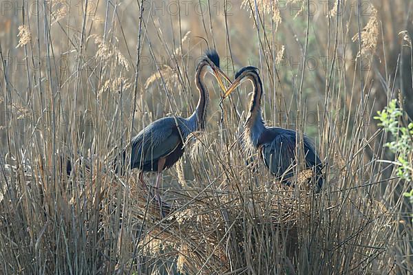 Purple Heron