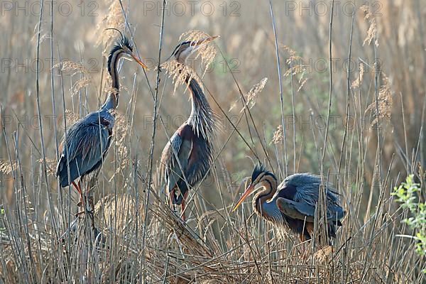 Purple Heron