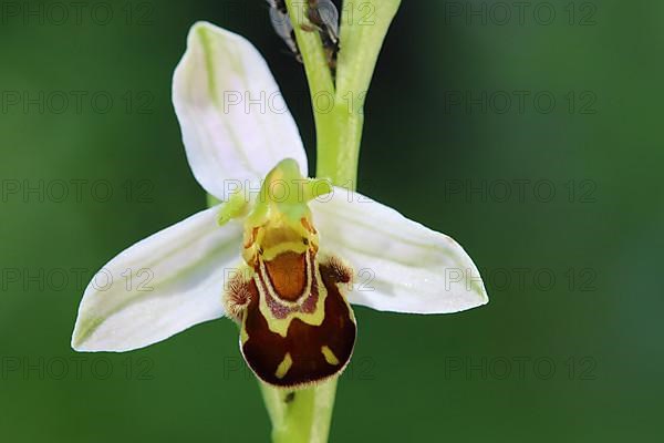 Bee orchid