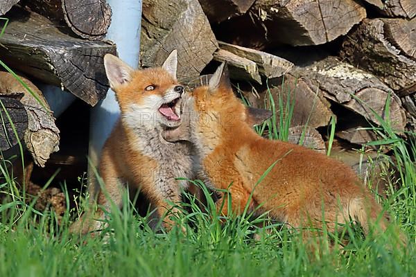 Red Foxes