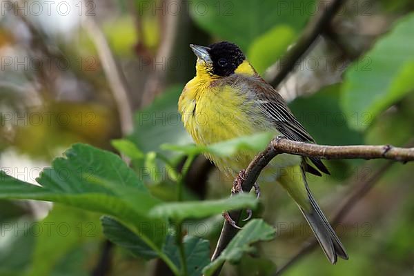 Black-headed Bunting