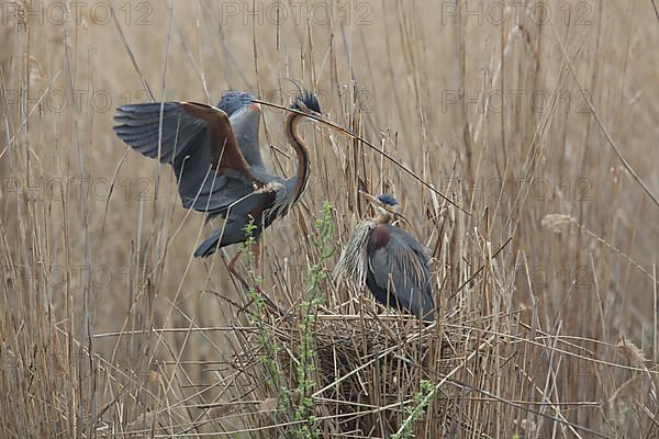 Purple Heron