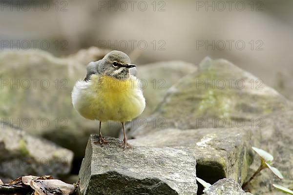 Grey Wagtail