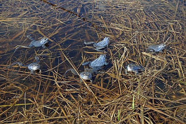 Moor frog