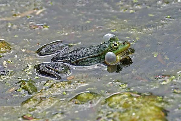 Water frog