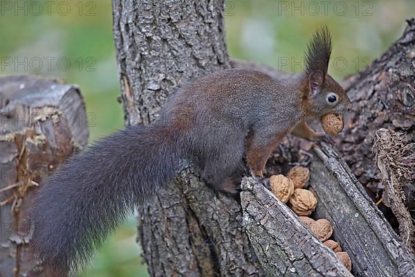 Squirrel