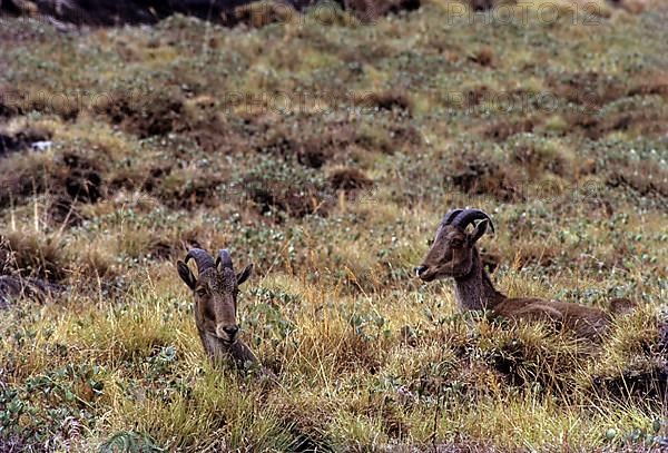 The Nilgiri Tahr