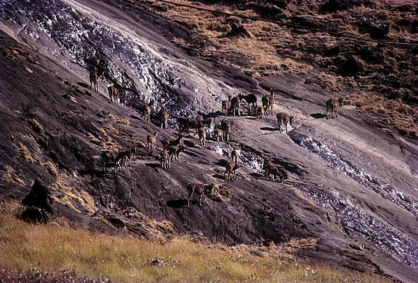 The Nilgiri Tahr