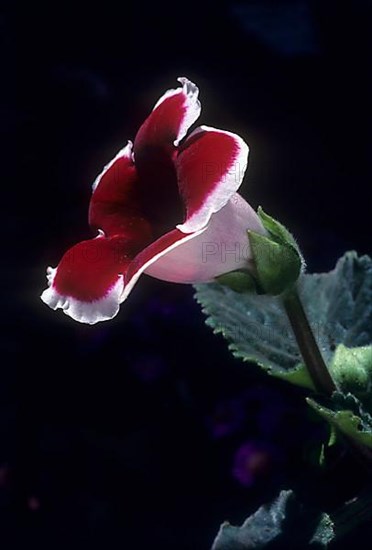 Gloxinia flower