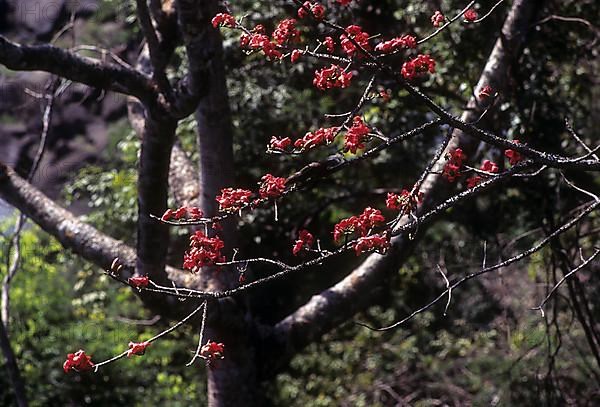 Flowering tree