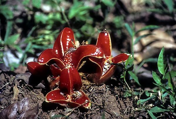 Carnivours plant