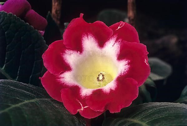 Gloxinia flower Sinningia Hybrida in Coonoor Sims park near Udhagamandalam Ooty