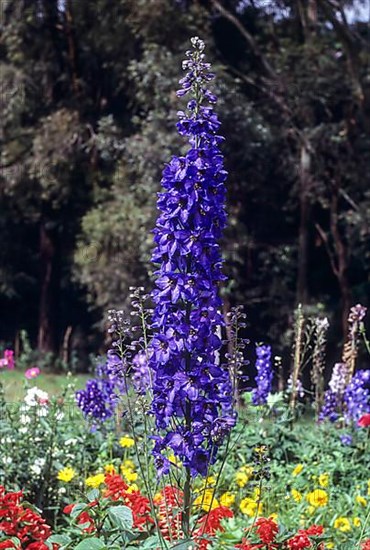 (Delphinium) flower Pacfic Giants Ice Plant in Botanical Garden at Udhagamandalam Ooty, Nilgiris, Tamil Nadu, South India, India, Asia