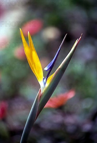 Bird of paradise