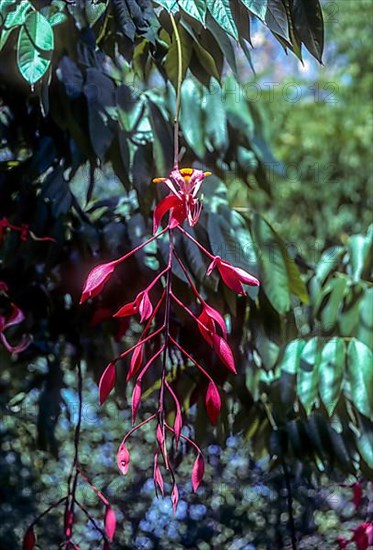 Tree of heaven flowering tree