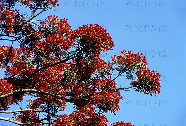 Flowering tree Gulmohar flower