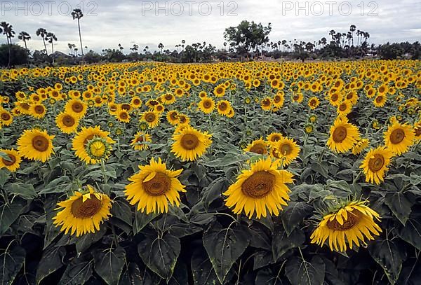 Sunflower