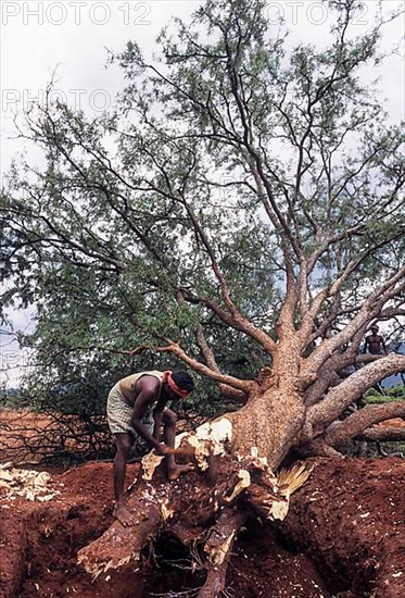 Felling the tree India