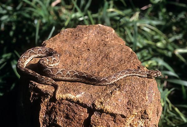 Indian Saw Scaled Viper