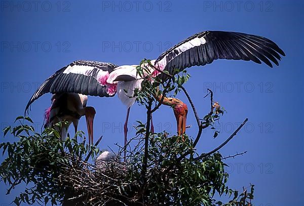 Painted stork