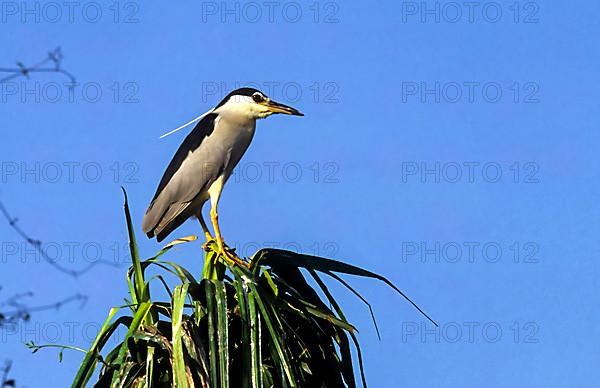 Bird Night heron