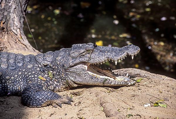 Reptile Mugger or marsh crocodile