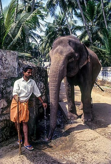 Temple elephant drinking water in a street tap in Thiruvananthapuram