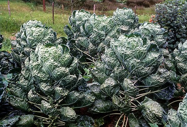 Brussel sprouts