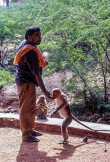 Wild monkeys Bonnet Macaque