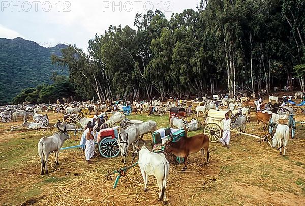 Gathering of Bullock carts during Aadi Amavasai festival at Thirumoorthy Hills