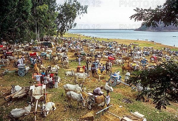 Gathering of Bullock carts during Aadi Amavasai festival at Thirumoorthy Hills