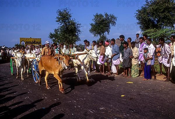 Bullock cart Rekla race in Madurai