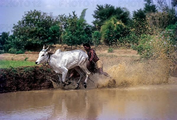 Racing bullocks and jockey