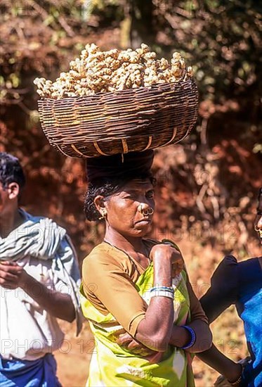 A tribal woman carrying a basket full of ginger on her head for sale at Sunkarametta tribal weekly market in Araku Valley near Visakhapatnam Vizag