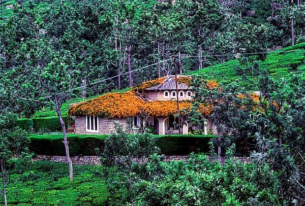 A bungalow in a tea garden