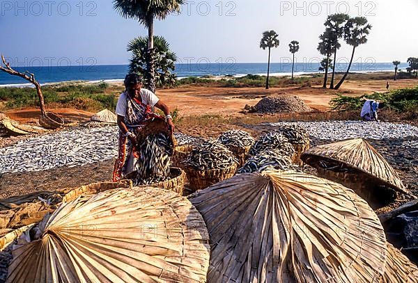 A woman in the process of drying fish in Bheemunipatnam near Visakhapatnam