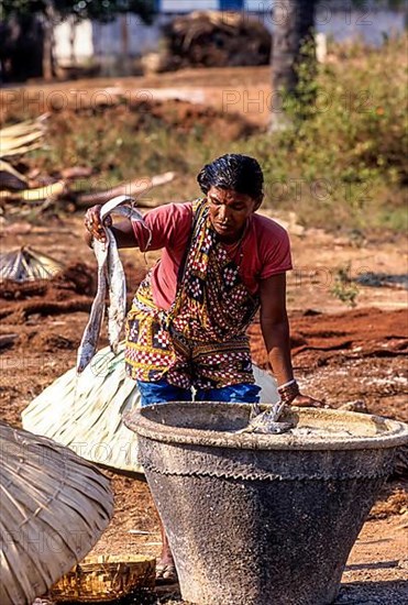 A woman in the process of drying fish in Bheemunipatnam near Visakhapatnam