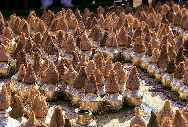 Rows of Brass vessels with coconuts on the top for puja during Mahamastakabhisheka festival at Shravanabelagola