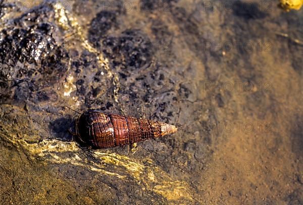 Snail on the beach