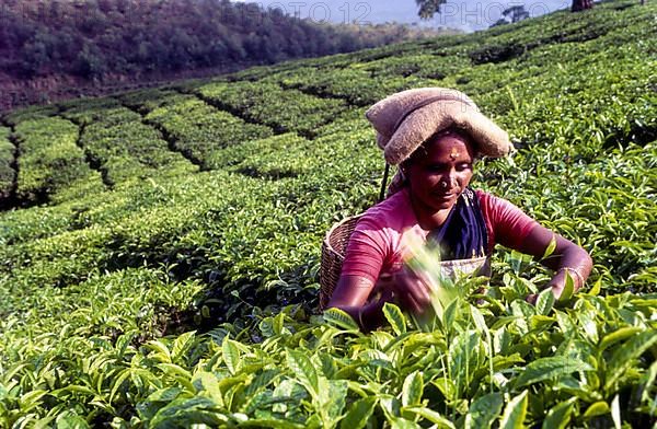 Tea picker in a Rajamalai plantation in Munnar